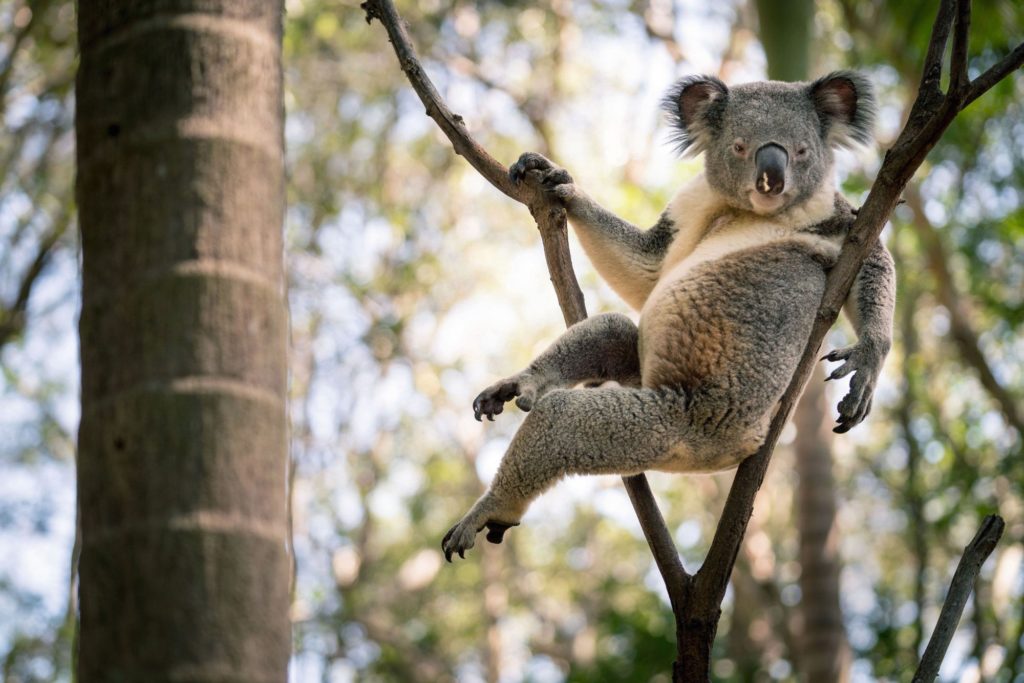 koala