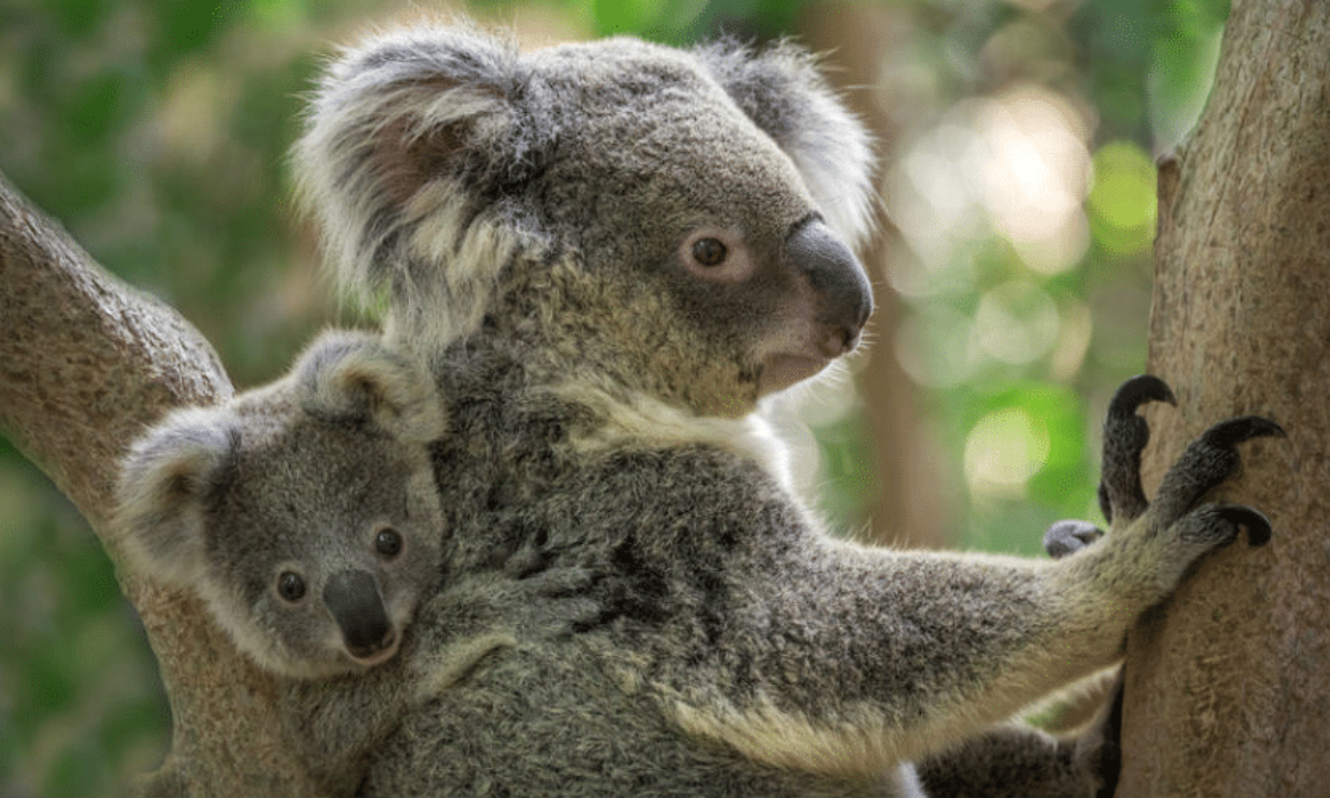 Le Conte Du Petit Bebe Koala Qui Trouvait Que Sa Maman N Etait Pas Assez Maman Le Conte Du Petit Bebe Koala Qui Trouvait Que Sa Maman N Etait Pas Assez Maman